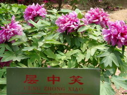 菏泽牡丹 单花精品照与优质苗木的完美结合