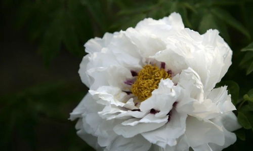 2021中国农业农村重大新产品 系列优异花色牡丹远缘杂交新品种