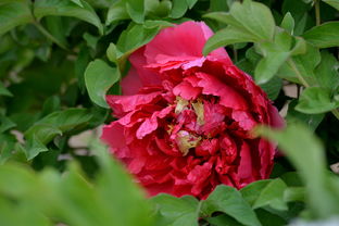 国色天香话牡丹