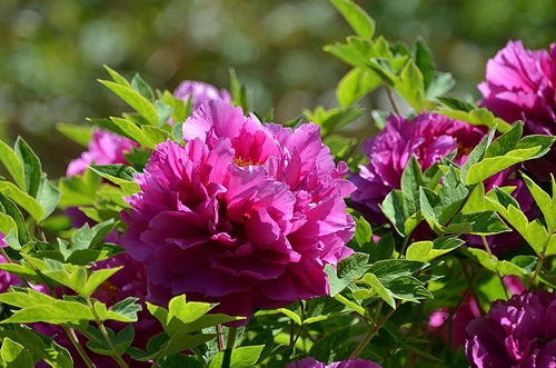 2024年牡丹72号苗木 品种特色与栽培指南