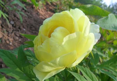 大王园艺 一株百年牡丹王，诉说国色天香的时代风华