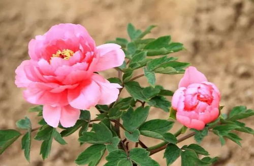 牡丹雍容开 苗木