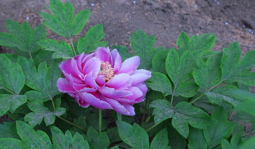 牡丹花开，苗木生机