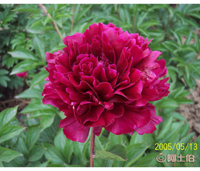 芍药苗供应商与批发价格详解——菏泽市牡丹区齐天牡丹种植专业合作社