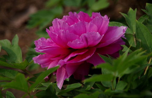 牡丹与芍药 国色天香与花中仙子的艺术交融