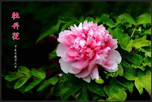 牡丹花开 2024149 苗木